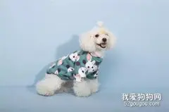 作为狗狗的爸妈，它们穿衣服的好与坏你又知道多少呢？