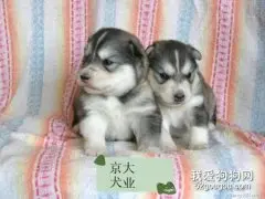 饲养哈士奇幼犬要点