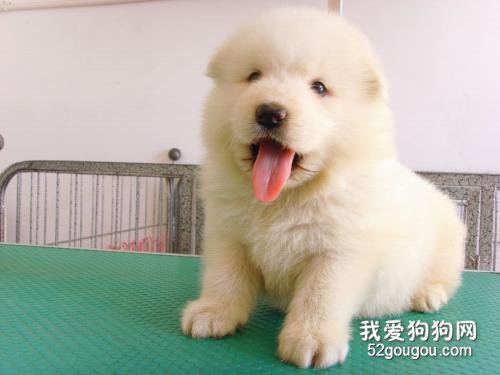 饲养萨摩耶幼犬的几大要素