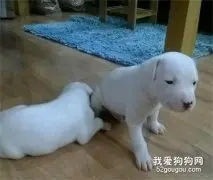 惠比特犬宝宝刚进家要注意什么