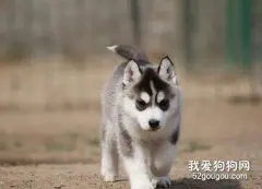 狗狗磨牙期怎么照料?