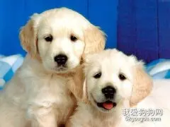 幼犬及老年犬冬季需特别呵护