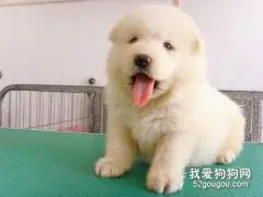 新犬进屋，行动指南