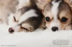 了解狗狗的换牙期