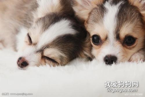 知道狗狗的换牙期