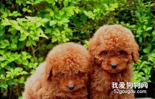 怎么样训练幼犬适应环境