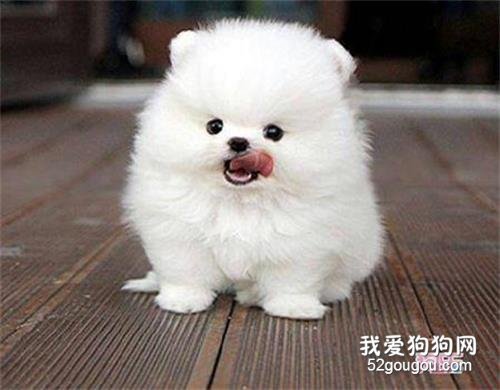 萨摩耶换牙期间保养维护事情