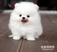 博美犬饲养技巧公开