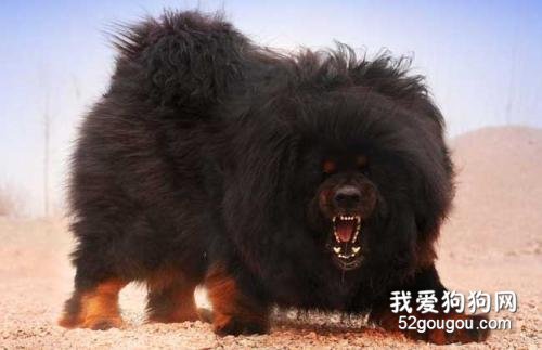 藏獒饲养的有什么需要注意的地方？