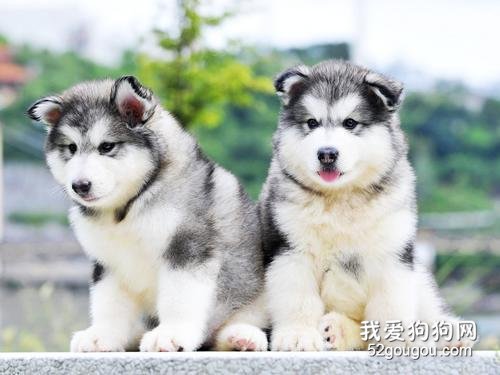 阿拉斯加雪橇犬吃那些好?