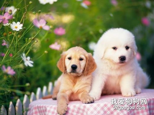 金毛犬如何养,养金毛应该注意什么?