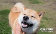 柴犬智商怎么样，柴犬聪明吗？