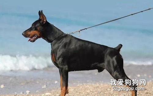 狗狗断尾