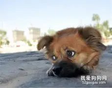 如何改善狗狗牙垢问题