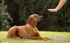 怎么训练狗狗卧下呢？