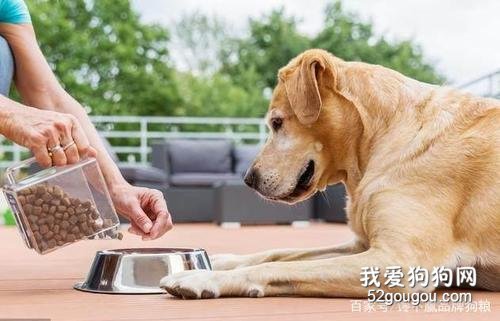 狗狗一天喂几次做合适？