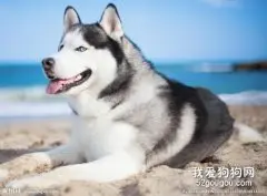 狗狗吃多了怎么办?