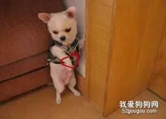 千万别再让狗狗罚站了，惩罚狗狗的禁忌有哪些？