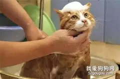 给猫咪洗澡一定要注意这几项，避免受伤