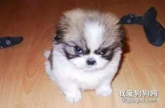 狗狗生气怎么判断 ？