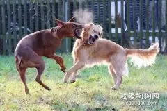 狗狗打架的原因？为什么狗狗会打架