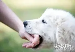 狗狗咬人的原因是什么？