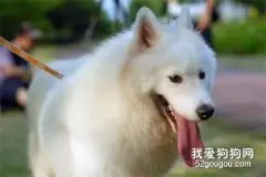 狗狗最讨厌的气味有哪些?