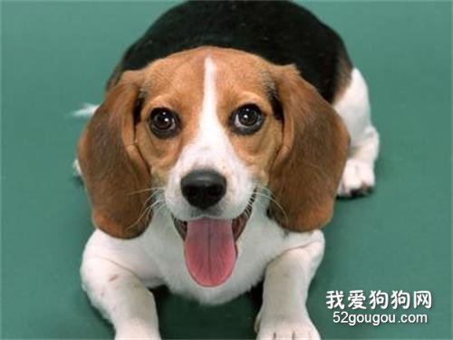 狗狗最讨厌的气味,狗狗最讨厌的气味有哪些