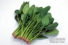狗狗可以菠菜吗，狗狗吃菠菜的好处有哪些？