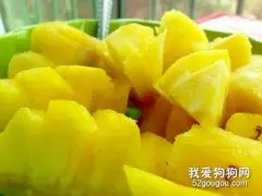 狗狗可以吃菠萝吗，狗狗吃菠萝好不好？