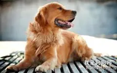 狗狗怎么补钙？狗狗补钙技巧