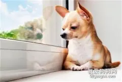 狗狗死后最好的处理方式是什么？