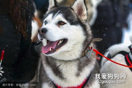 史上最能吃的几种狗狗，有你家狗子吗