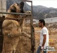 世界上最难驯服的4种犬，没有10年经验，不要轻易尝试