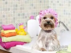 夏季养狗的注意事项，狗狗降温的误区都有哪些？