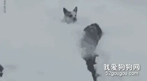 雪地里救出受困狗狗——这次的英雄，是另一只狗狗