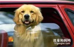 狗狗为什么会晕车？