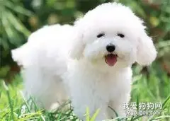 狗狗换毛期间应该注意的几大事项？