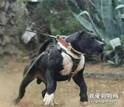 巨型比特，猛犬届谁能与之一战？库达犬，土佐犬，坎高犬，高狼犬？