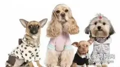 狗狗为什么臭臭的呢？.