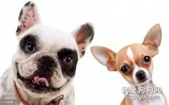 引起狗狗肥胖的6大原因