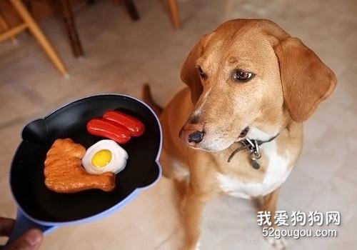 狗狗“流眼泪”是伤心吗？不，原因有6个！