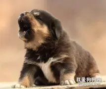 狗狗经常在半夜乱叫是什么情况？