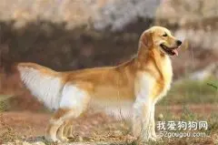 狗狗毛发不好不用怕，这五种食物美毛效果杠杠的