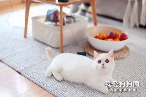 猫咪脚受伤了有什么土办法包扎？