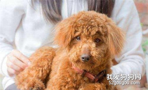 养狗不选泰迪犬的5个原因，你有后悔过吗？