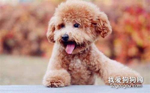 养狗不选泰迪犬的5个原因，你有后悔过吗？