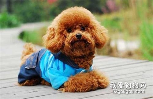 养狗不选泰迪犬的5个原因，你有后悔过吗？