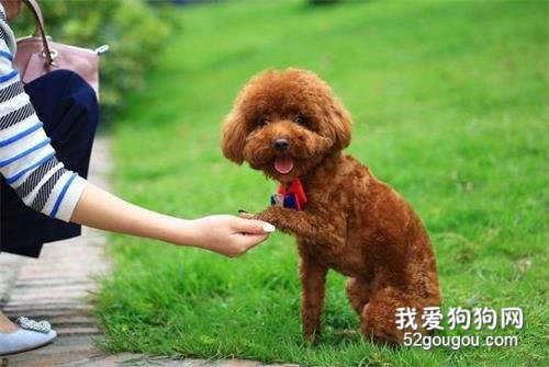 养狗不选泰迪犬的5个原因，你有后悔过吗？