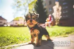 幼犬饲养指南，关于幼犬你了解多少